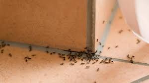 how to get rid of ants in your house