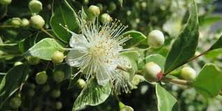 Image result for Myrtaceae