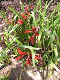 Image result for Jacobean lilies