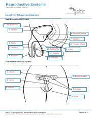 2 1 1 Reproductive Systems Teacher Answer Sheet 3 Docx Reproductive Systems Teacher Answer Sheet Label The Following Diagrams Male Reproductive Course Hero