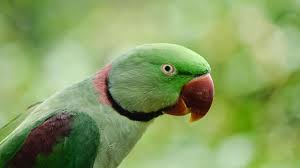 Parakeets Are Not Pets! | Nature Infocus