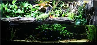 Paludarium For Poison Dart Frogs Poison Dart Frogs Dart Frog Poison Dart