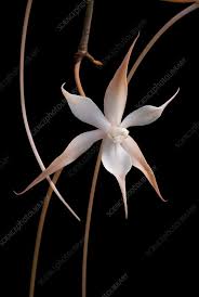 Image result for Aerangis