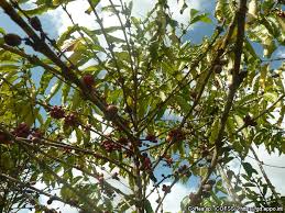 Image result for Coffea sp. A