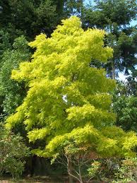 Robinia Frisia Golden Foliage Pops Against Dark Evergreens Garden Trees Deciduous Trees Trees To Plant