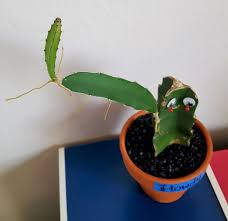 To acquire cuttings from an existing cactus, you need a suitable specimen to cut from and a clean and sharp knife. My Cactus Has Recently Grown A New Arm With Roots Should I Cut It Off And Replant It Cactus