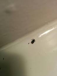 Schwarze käfer gehören zu der familie der insekten und sind mit vielen verschiedenen arten fast überall auf der welt vertreten. Wie Kann Ich Kleine Schwarze Kafer In Der Wohnung Loswerden Ungeziefer