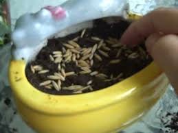 Put the lemongrass stalks into a glass of water in a sunny window for 3 weeks until they grow roots (changing the water daily); Planting Cat Grass Youtube