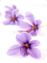 Saffron Flowers Close Up Of Beautiful Blue Saffron Crocus Flowers Sponsored Close Flowers Saffron Crocus Blu Saffron Flower Crocus Flower Flowers