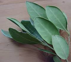 Image result for Olea capensis