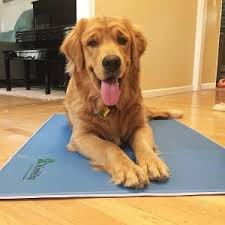 Cooling dog beds,mats and pads. 15 Best Dog Cooling Pads Reviews Updated 2021 Dog Product Picker