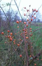 Image result for Stolzia kalkhof-roseae