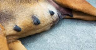 Look for lameness or limping. I Have A Female Dog Who Has Very Enlarged Teats She Looks Like She Is Nursing A Litter Of Pups She Has Never Had A Litter And Is An Petcoach