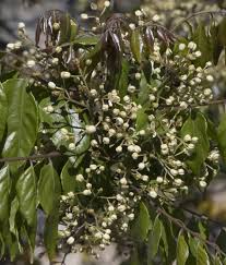 Image result for Clausena anisata