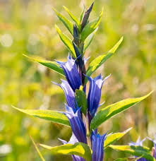 Image result for Gentiana asclepiadea alba