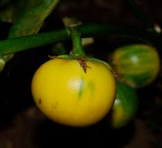 Image result for Solanum macrocarpon