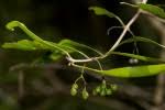 Image result for Coptosperma supra-axillare