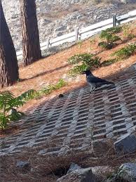 Manik Serce Bird Woman Adli Kullanicinin Sercenin Gunlugu Panosundaki Pin