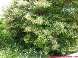 Image result for Indigofera kuntzei