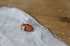 Germinating your own garden seeds instead of purchasing seedlings is fun and saves you money to boot. Germinate Seeds And Watch Them Sprout On The Windowsill Scholastic Parents