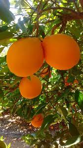 Ya Falta Poco Para Comenzar La Nueva Temporada De Naranjas Naranja Mesa Naranja Y Zumos