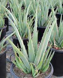 Image result for Aloe veseyi