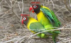Ingat saja bahwa pemasteran burung, termasuk burung lovebird, butuh kesabaran dan ketelatenan. 55 Ide Lovebird Burung Burung Cantik Kandang Burung