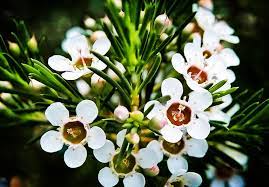 What Is The Scientific Name Of This Flower
