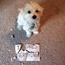 Dogs Shredding Paper The Secret Reason Why Your Pup Just Can T Quit