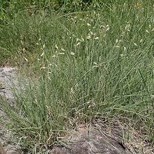 Image result for Cayratia gracilis