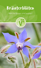 Pin Auf Winterharte Gartenkrauter