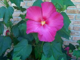 Image result for Hibiscus mutatus
