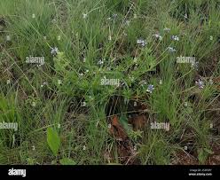 Image result for Pentanisia