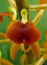 Image result for Liparis odontochilos