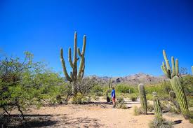 The saguaro cactus (carnegiea gigantea) is the largest cactus in the united states. 5 Shocking Facts About Arizona S Saguaro Cactus Did You Know These Nuventure Travels