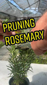 Image result for rosemary pruning
