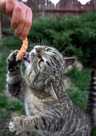 Can domestic cats eat shrimp? Can Cats Eat Shrimp Will They Become Sick