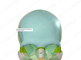 Image result for Frontal Bone