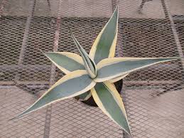 Plant-Plants