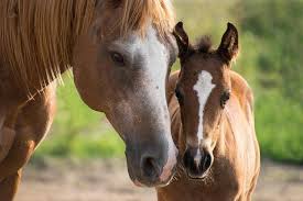 Si dorme poco, si viaggia, si impara, si ride, ci si gode la libertà, ci si diverte. Calcolare L Eta Del Cavallo E La Tabella Rispetto All Eta Dell Uomo