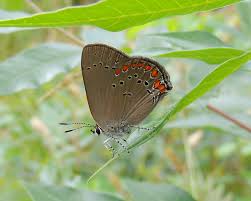Image result for Satyrium microcorys