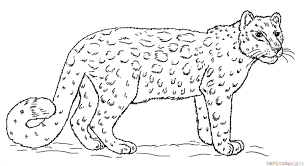 How To Draw A Snow Leopard Step By Step Drawing Tutorials Leopard Drawing Leopard Art Snow Leopard