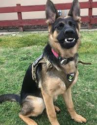 137 Police Dog Names 8211 K9 Dog Names Dog Names K9 Dogs Dog Breed Names