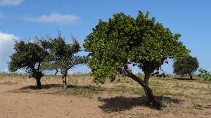 Image result for Garcinia livingstonei