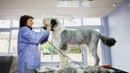 Pet groomers bathe and style the fur on dogs and cats, and they may also clip the pet's fur and nails. Local Mobile Dog Wash Companies Local Mobile Pet Grooming Companies Uk Professional Mobile Pet Grooming Companies Find And Compare Quotes From Mobile Dog Grooming Companies
