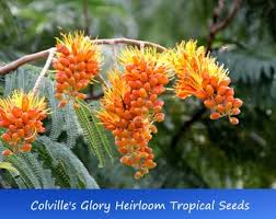 Image result for Colvillea