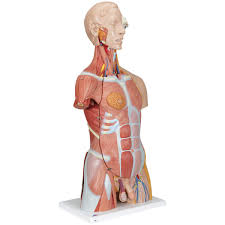 What do they do?, how do scalenes help with breathing? Amazon Com 3b Scientific B40 Deluxe Muscle Torso 31 Part 3b Smart Anatomy Industrial Scientific
