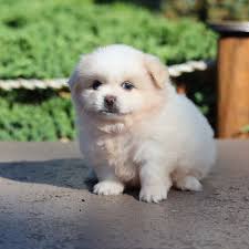 Pekingese Pomeranian Mix Pekingese Poodle Mix For Sale Poodle-Pekingese  (peekapoo) For Sale In Braintree Pets4Homes