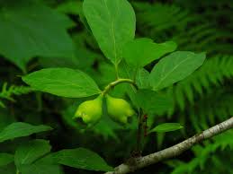 Image result for Hypolytrum pynaertii