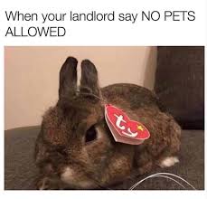 My Favorite Beanie Baby Animals Know Your Meme